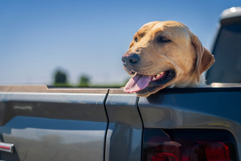 A cheerful Labrador Retriever dog with tongue out, enjoying a ride in the pickup truck under clear blue skies.