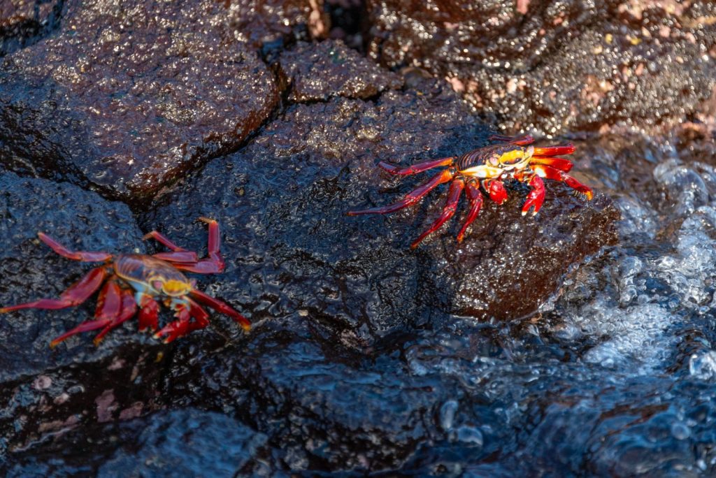 Vibrant Sally Lightfoot crabs crawling on wet rocks by the sea, showcasing colorful wildlife.