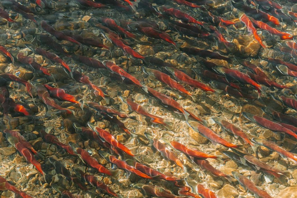 Sockeye salmon migration in South Lake Tahoe's clear waters, showcasing nature's vibrant patterns.