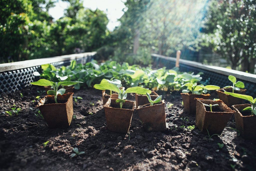 a group of plants in a garden