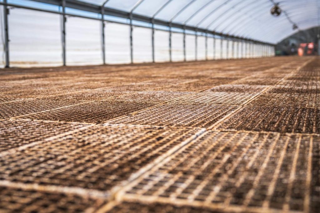 Wide view of a greenhouse interior with soil-filled trays, ready for planting.
