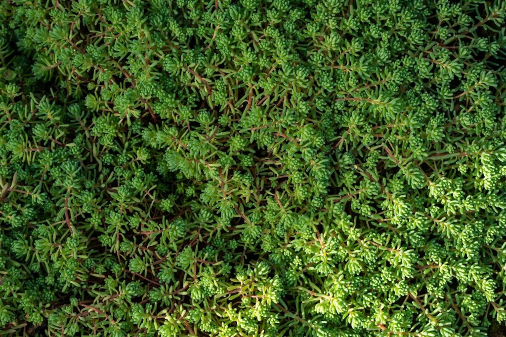 Close-up view of lush green Sedum Hispanicum, ideal for nature backgrounds.
