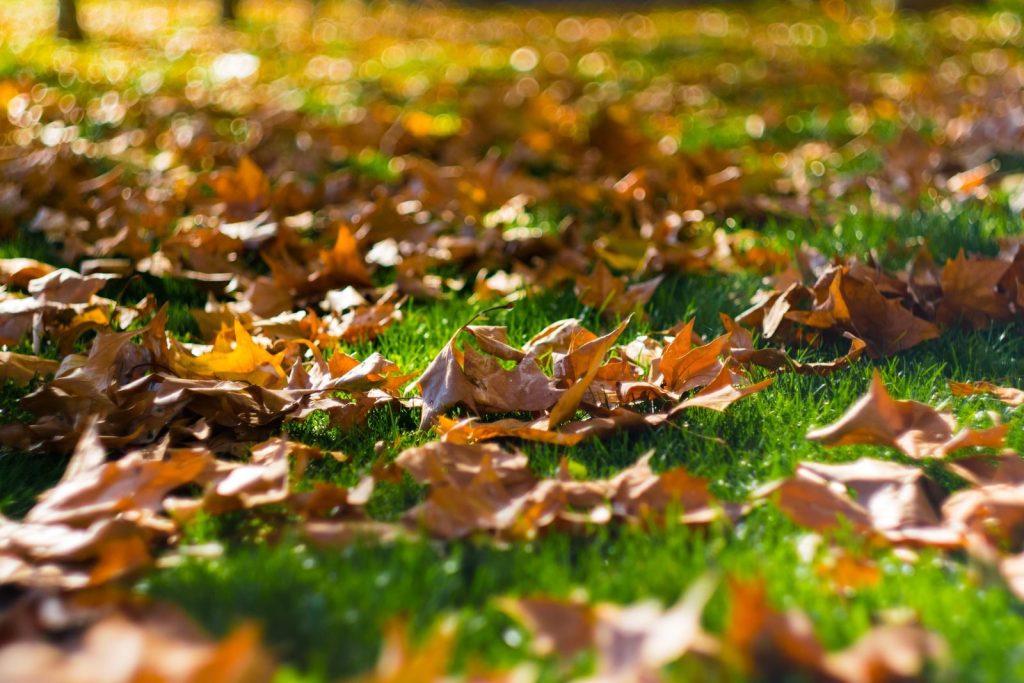 Vibrant autumn leaves scattered on sunlit green grass during fall.
