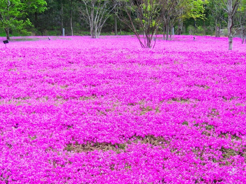 A stunning field of pink moss phlox in full bloom during spring, offering a vibrant and colorful view.