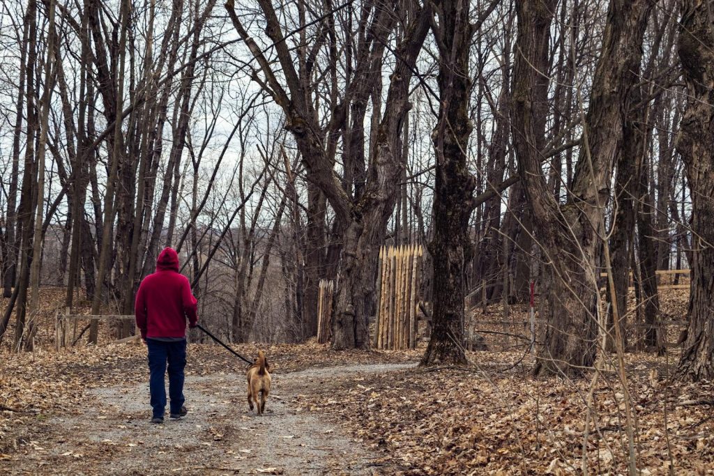 Person in red hoodie walking a dog on a forest path during fall in Neuville, Canada.