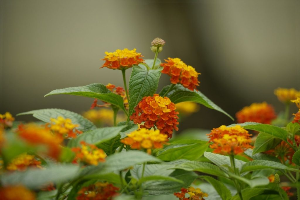 A close-up view of colorful lantana flowers in full bloom with vivid orange and yellow hues.