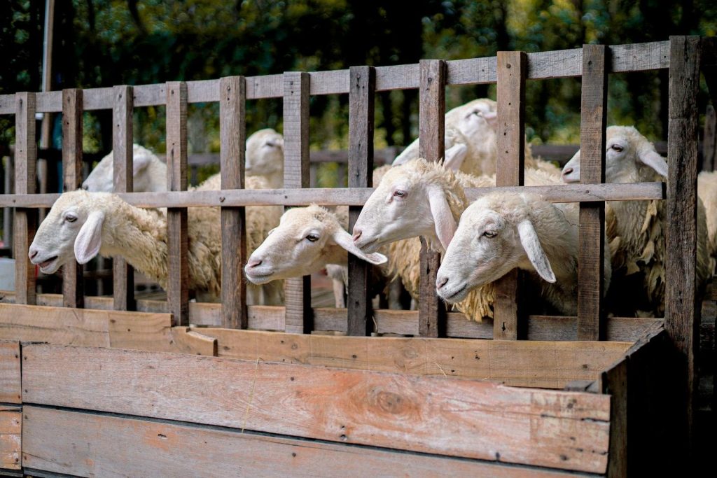 Selective focus image of sheep in a wooden pen on a rural farm in Vietnam.