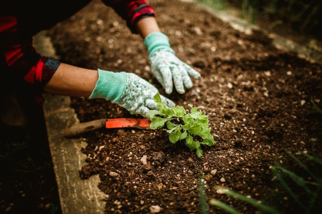 A gardener wearing gloves plants a seedling in soil, showcasing outdoor gardening.