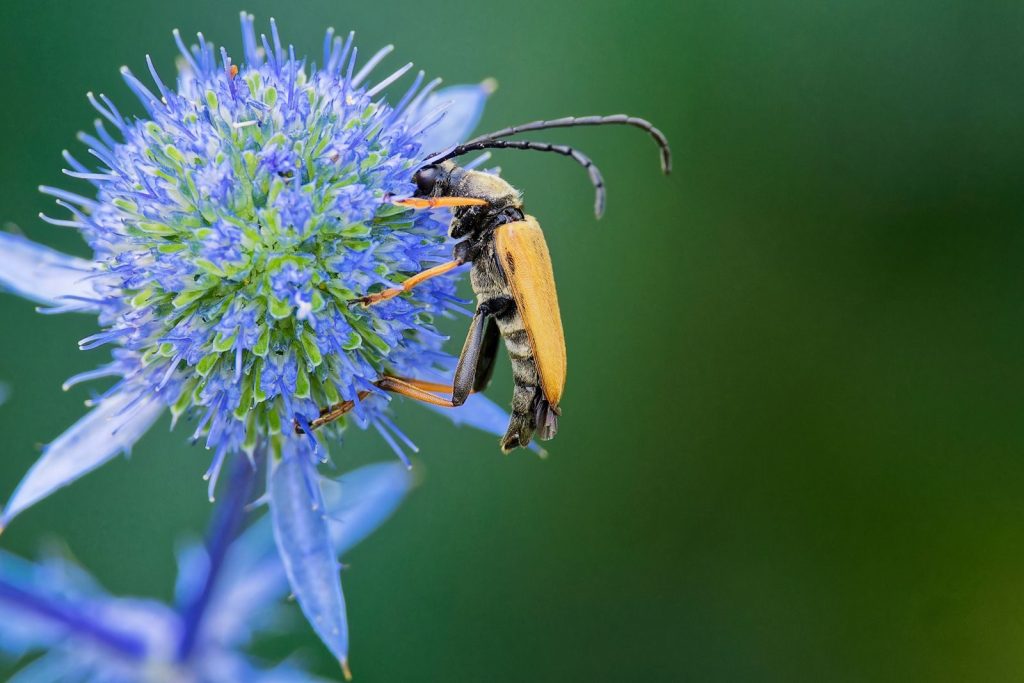 Detailed macro shot of a beetle pollinating a vibrant blue flower outdoors.