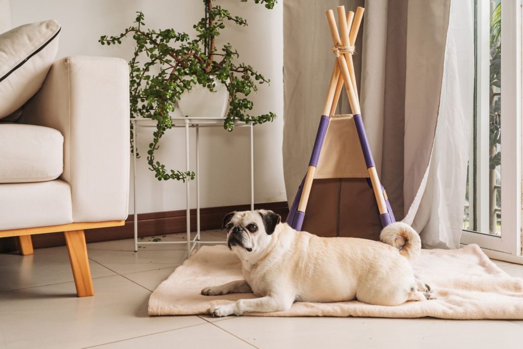 A pug dog relaxing indoors beside a plant and a cozy setup, exuding warmth.