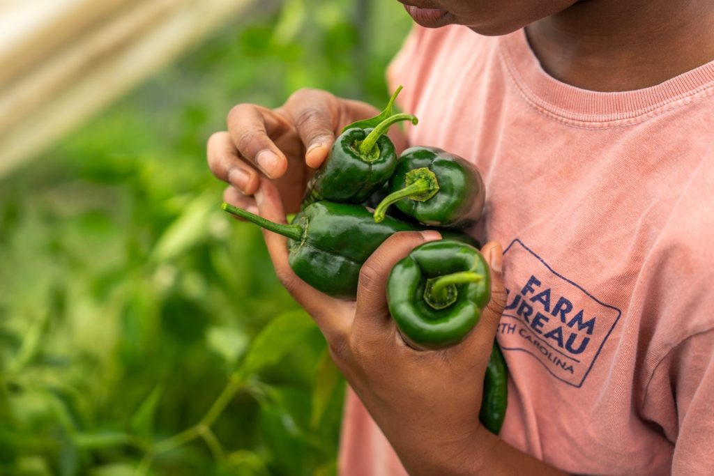 Close-up of a person holding freshly picked green peppers on a farm.