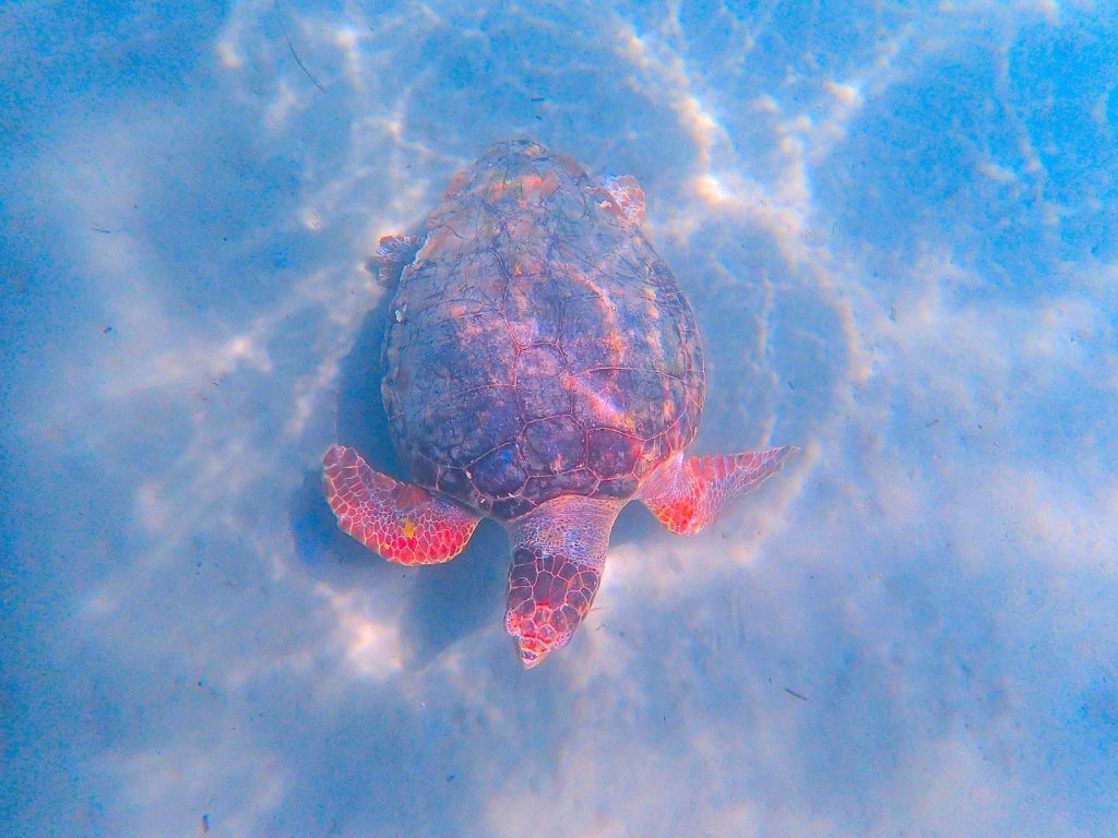 A sea turtle gracefully swimming underwater, showcasing its colorful shell.