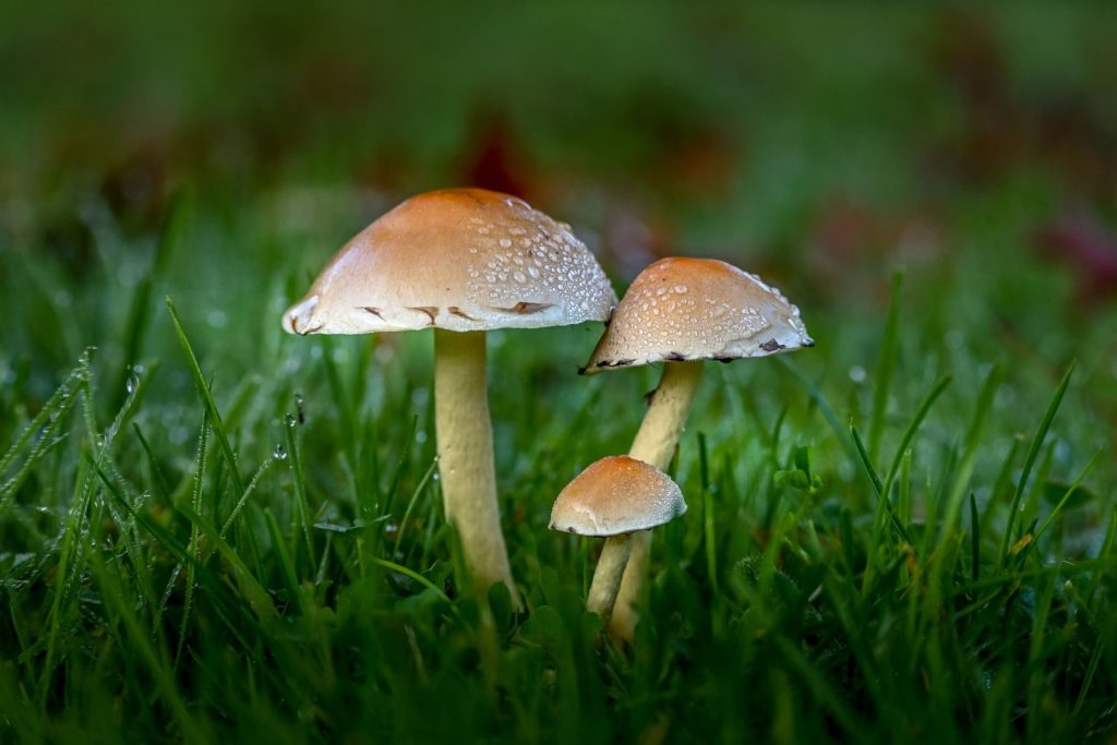 Close-up of mushrooms with dew in an autumn forest in Limburg, Netherlands.
