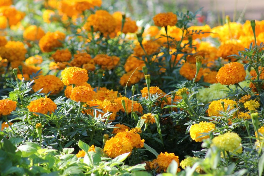 Bright marigold flowers in full bloom under the summer sun in Toronto, Canada.