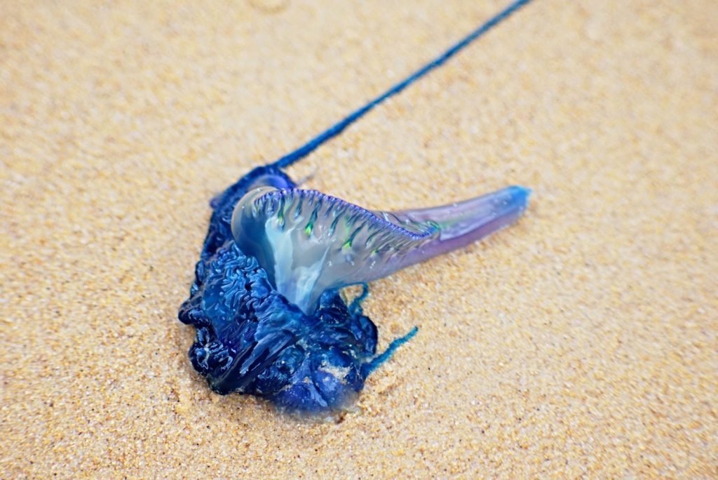 Detailed image of a Portuguese Man O' War washed up on a sandy beach, highlighting its vibrant colors.