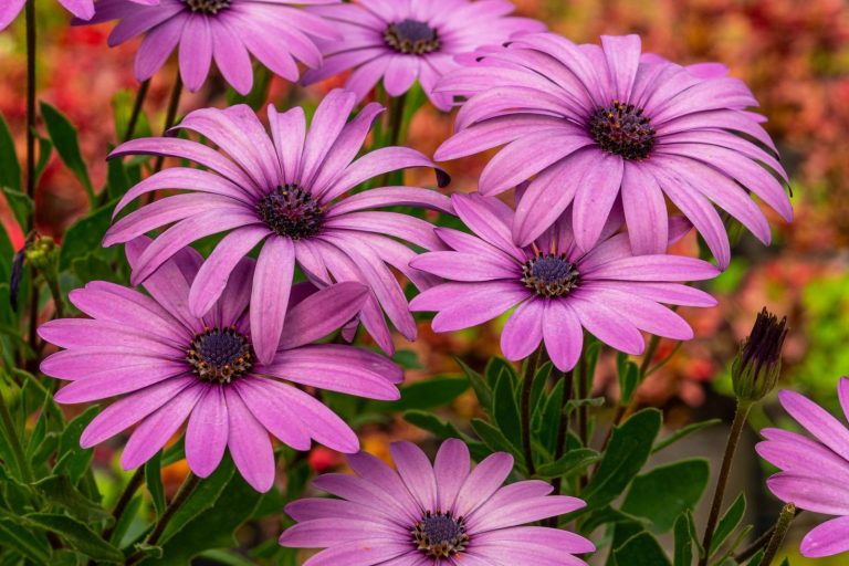 Close-up of vibrant purple African daisies (Osteospermum) in full bloom, showcasing their vivid color and detail.