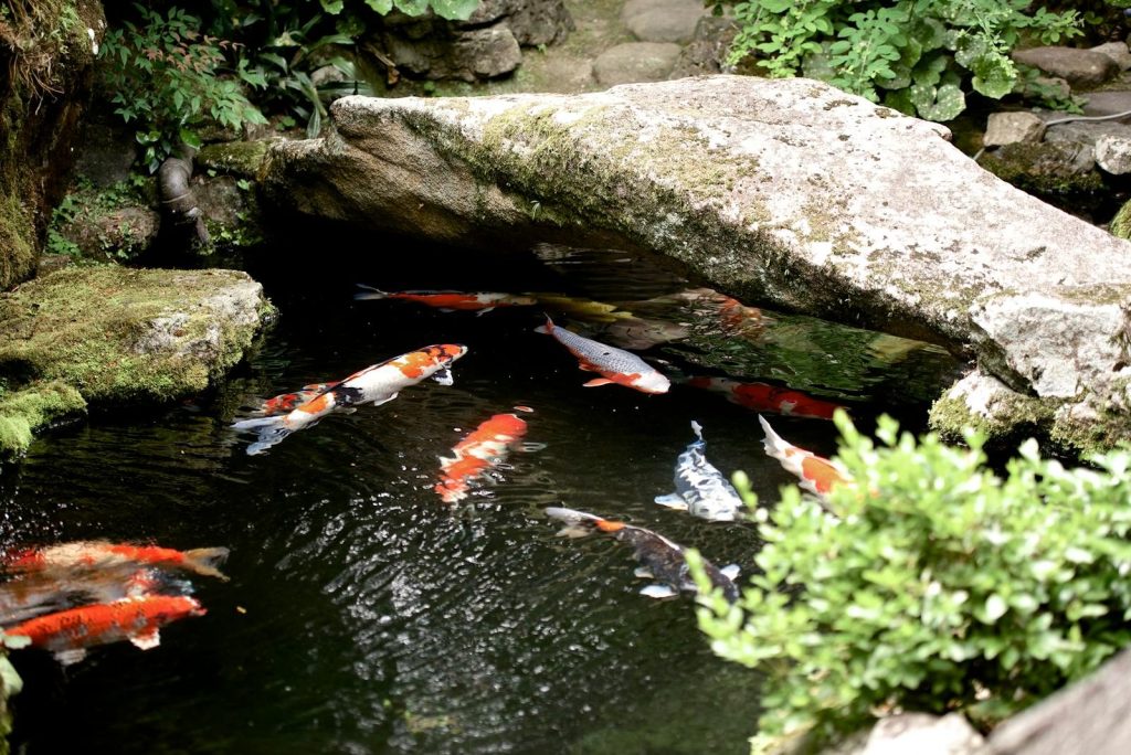 Colorful koi fish swimming in a tranquil Japanese garden pond, surrounded by lush greenery.