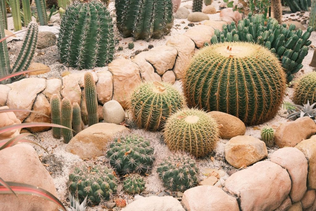 A vibrant desert garden featuring diverse cacti surrounded by rocks, showcasing natural beauty.
