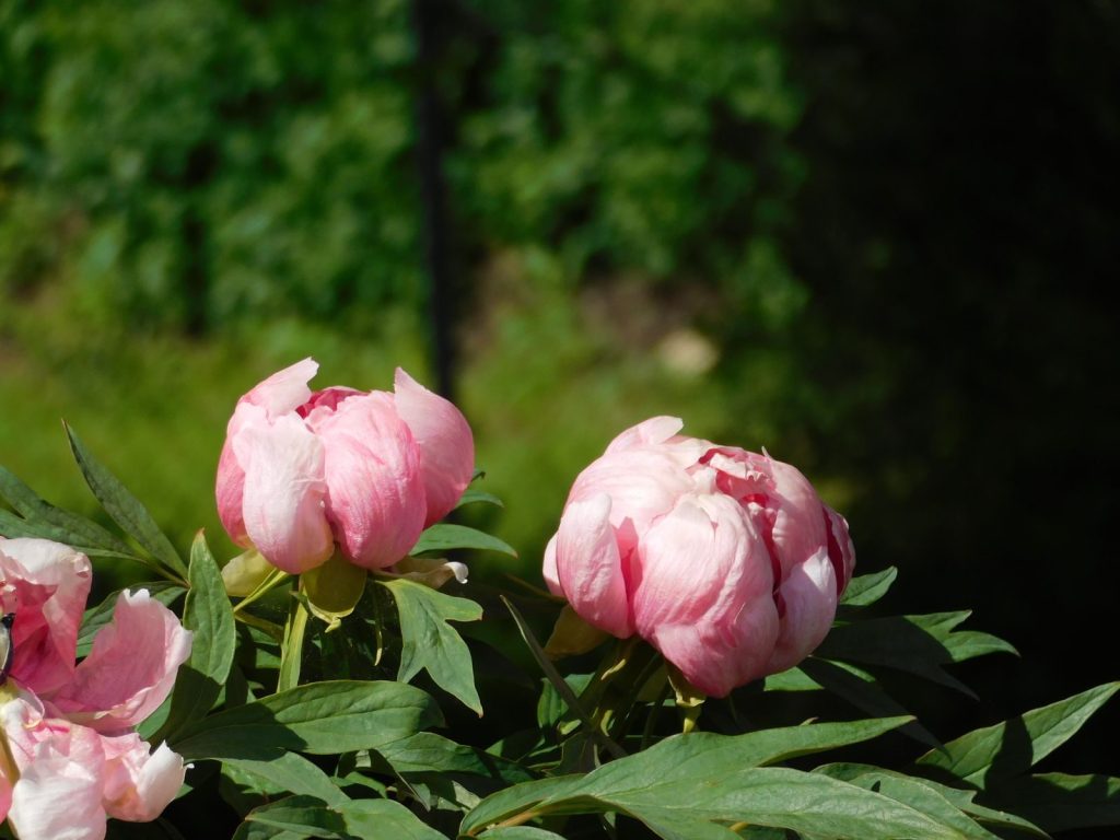Close-up of vibrant pink peonies blooming outdoors, captured in natural lighting.