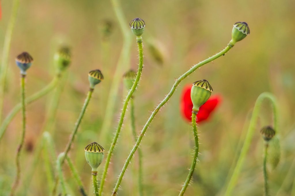 A vivid close-up of poppy seed pods with a red poppy flower in the background.