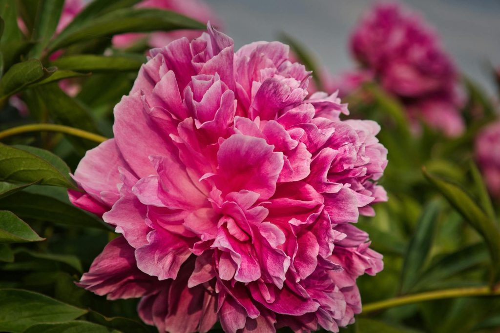 Close-up of a vibrant pink peony flower in full bloom surrounded by lush greenery.