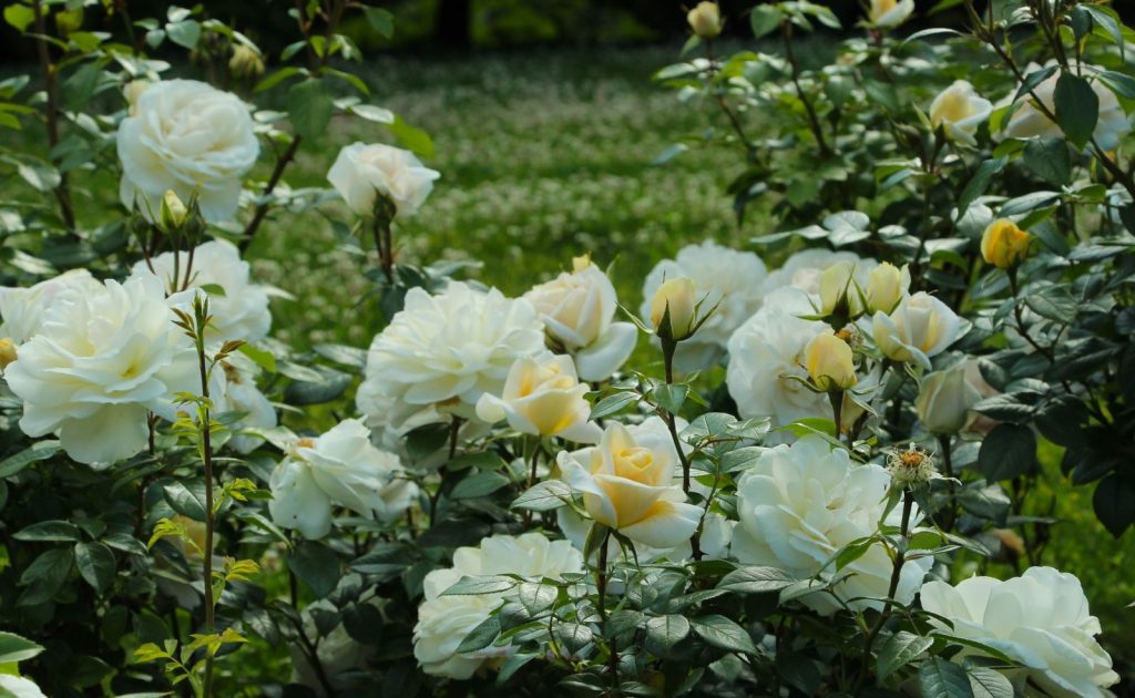 A vibrant display of white roses in a lush outdoor garden setting.