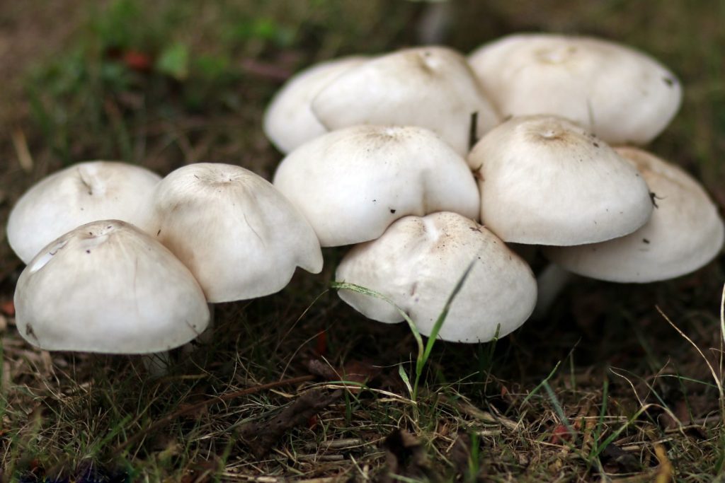 Close-up of white mushrooms growing in a field in Warrington, PA.