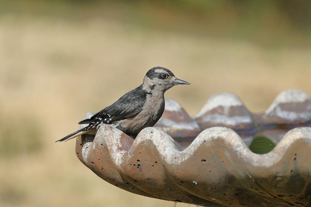 Close-up of a Downey Woodpecker perched at a birdbath, showcasing wildlife in nature.