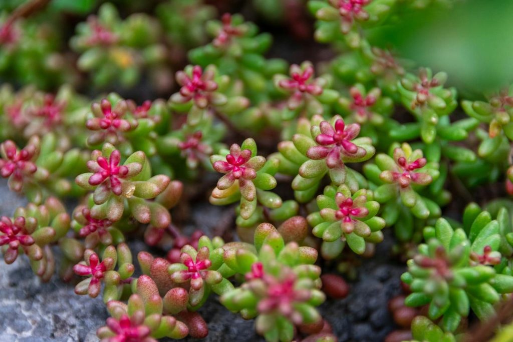 Vibrant sedum plants showcasing red and green hues in a detailed macro shot.