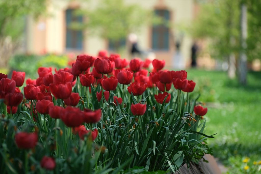 Lush red tulips in full bloom, highlighting springtime vibrancy and beauty in a sunlit garden.