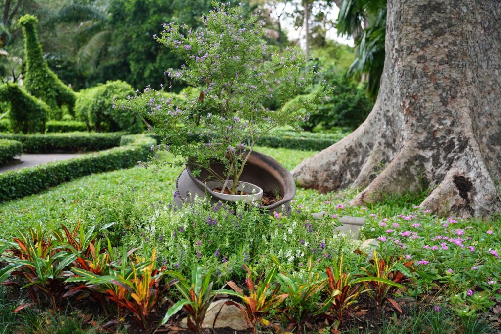 Beautiful garden scene with vibrant plants and an impressive tree, perfect for nature lovers.