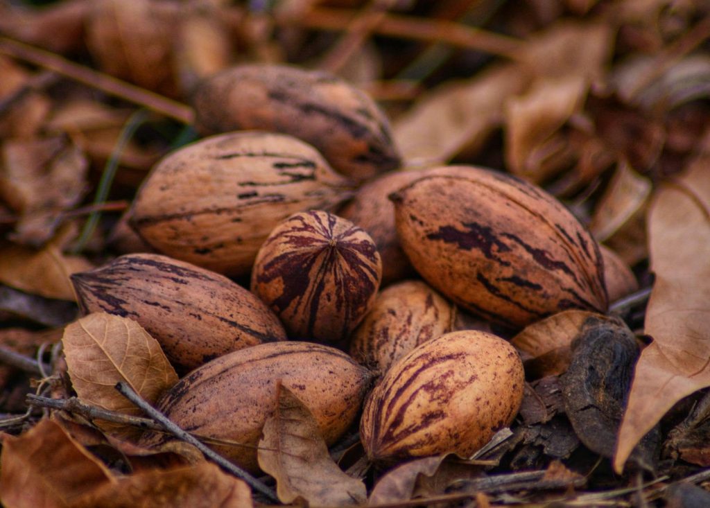 Close-up of pecans surrounded by dry autumn leaves, evoking a warm fall atmosphere.