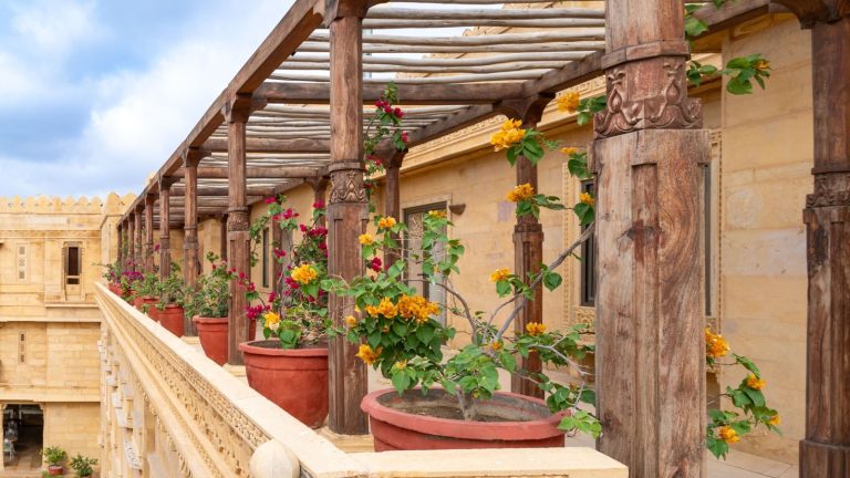Colorful bougainvillea adorns a wooden pergola in Jaisalmer, Rajasthan, showcasing vibrant blooms.