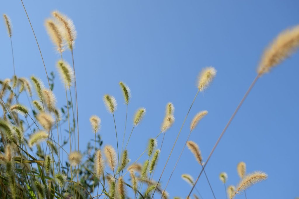 Capture of bristlegrass against a vivid blue sky, symbolizing summer in Chiba, Japan.