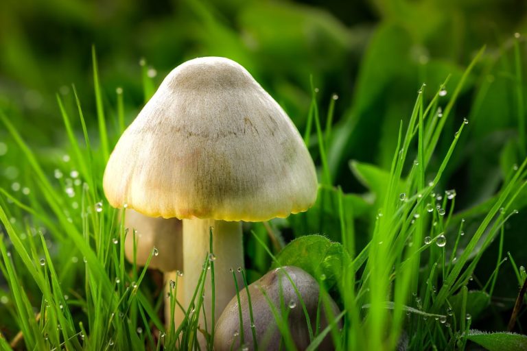 Close-up of mushrooms surrounded by fresh, dewy grass, showcasing nature's delicate details.