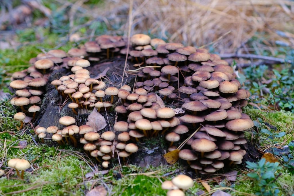 A dense cluster of mushrooms growing on a mossy forest floor.