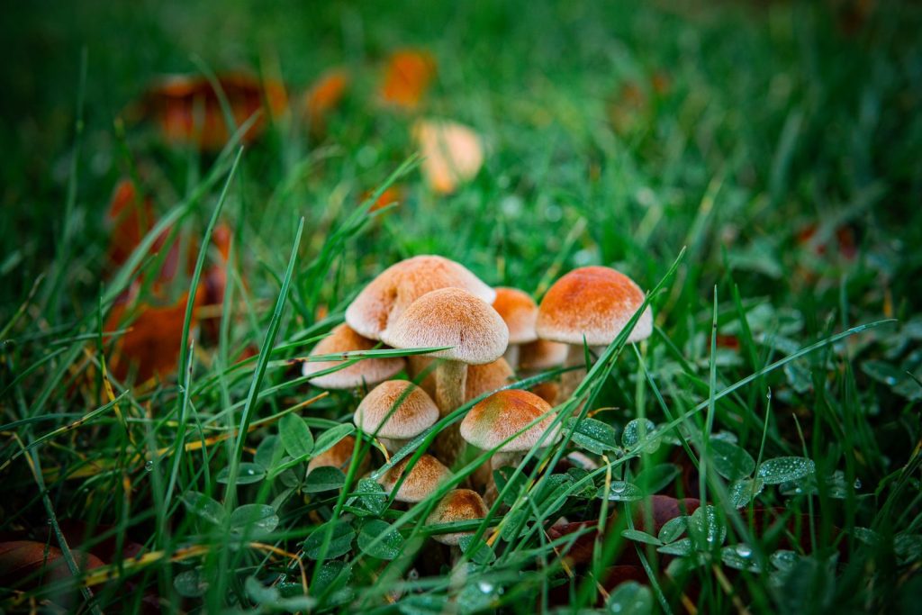 A cluster of mushrooms glistens amidst vibrant green grass, showcasing autumn's serene beauty.
