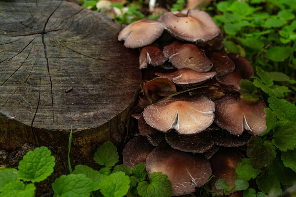 Close-up of brown mushrooms growing beside a tree stump surrounded by green foliage in a forest setting.
