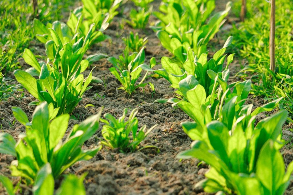 Vibrant green spinach plants growing in neatly organized rows in a sunlit garden.