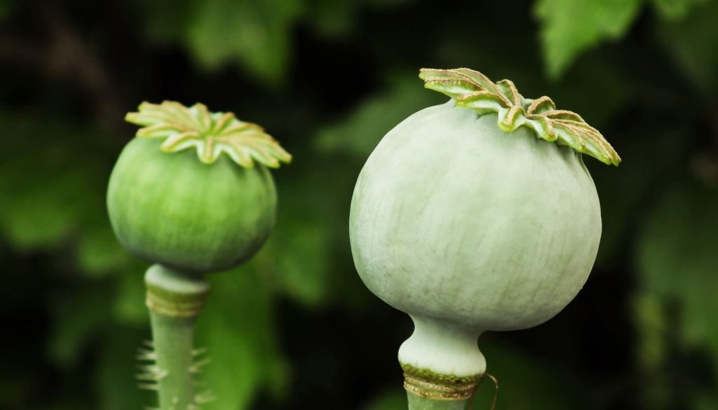 Detailed view of green poppy seed pods with lush background.