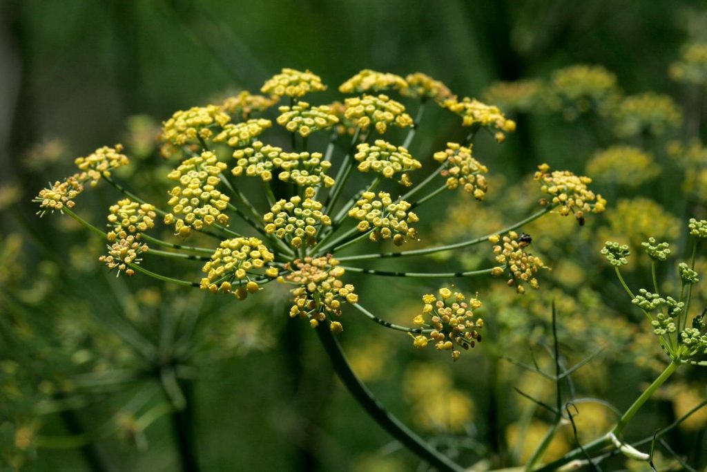Detailed macro shot of a yellow fennel flower in bloom against a blurred green backdrop.