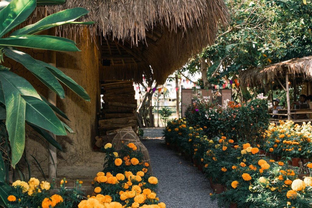 Charming rural garden path adorned with bright orange marigolds under a tropical setting.