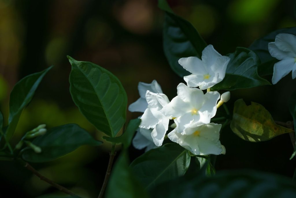 Close-up of fragrant white jasmine flowers illuminated by soft sunlight in a lush garden.