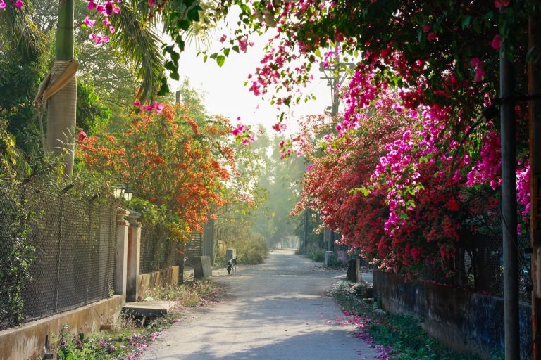A serene street lined with vibrant bougainvillea and greenery in Santiniketan, India.