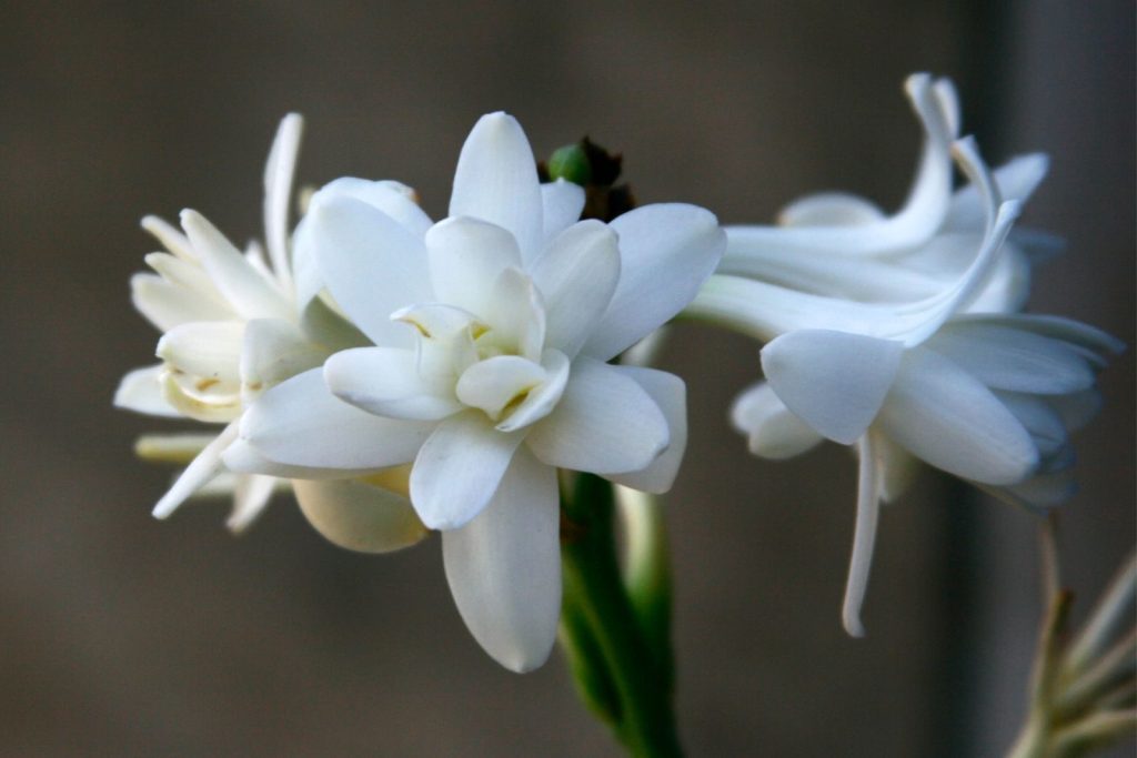 Elegant white tuberose flowers in full bloom, captured in close-up detail for a stunning floral composition.