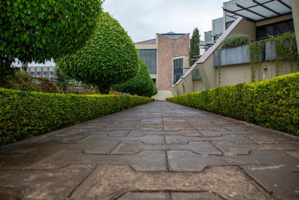 A symmetrical pathway flanked by neatly trimmed hedges leading to a modern building facade.