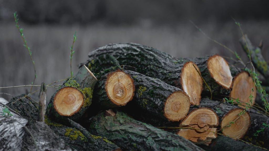 Stack of freshly cut logs with moss in outdoor setting. Ideal for nature themes.