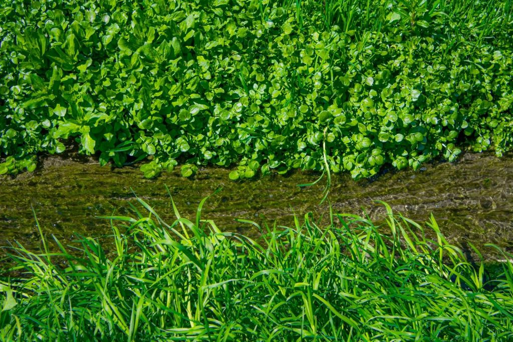A vibrant scene of lush green plants surrounding a clear flowing water stream.