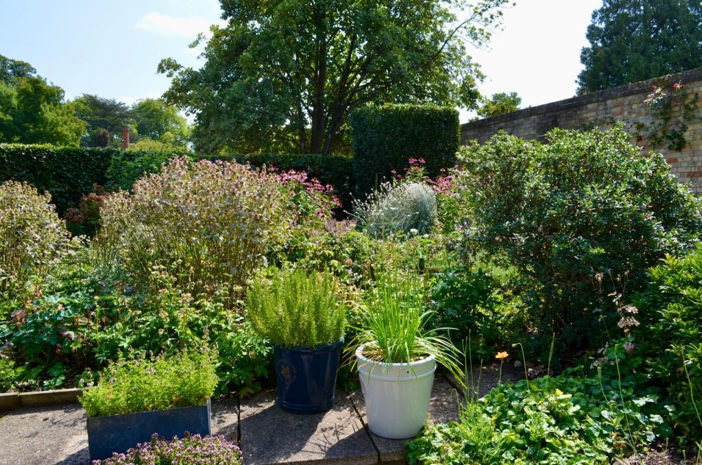 A vibrant garden showcasing diverse plants and greenery, perfect for illustrating lush summer landscapes.