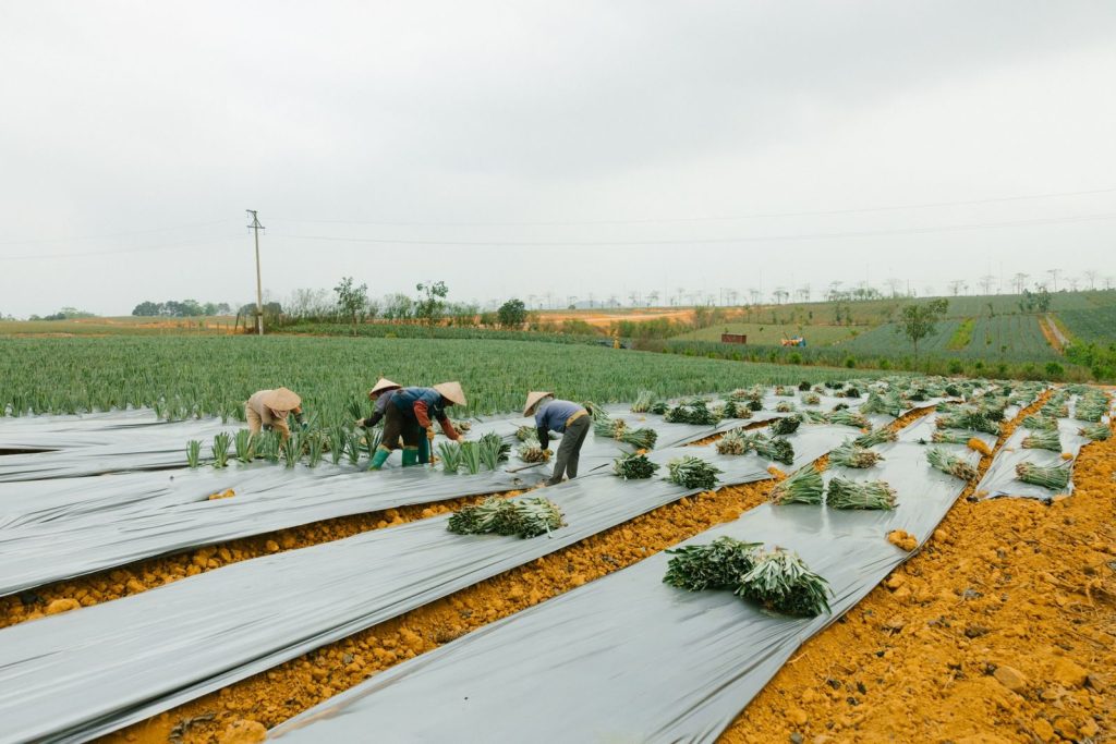 Group of farmers harvesting leeks in a rural field under cloudy skies.